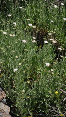Pterocephalus porphyranthus image