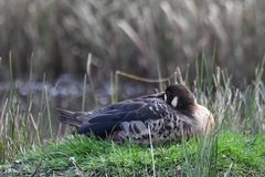 Speculanas specularis