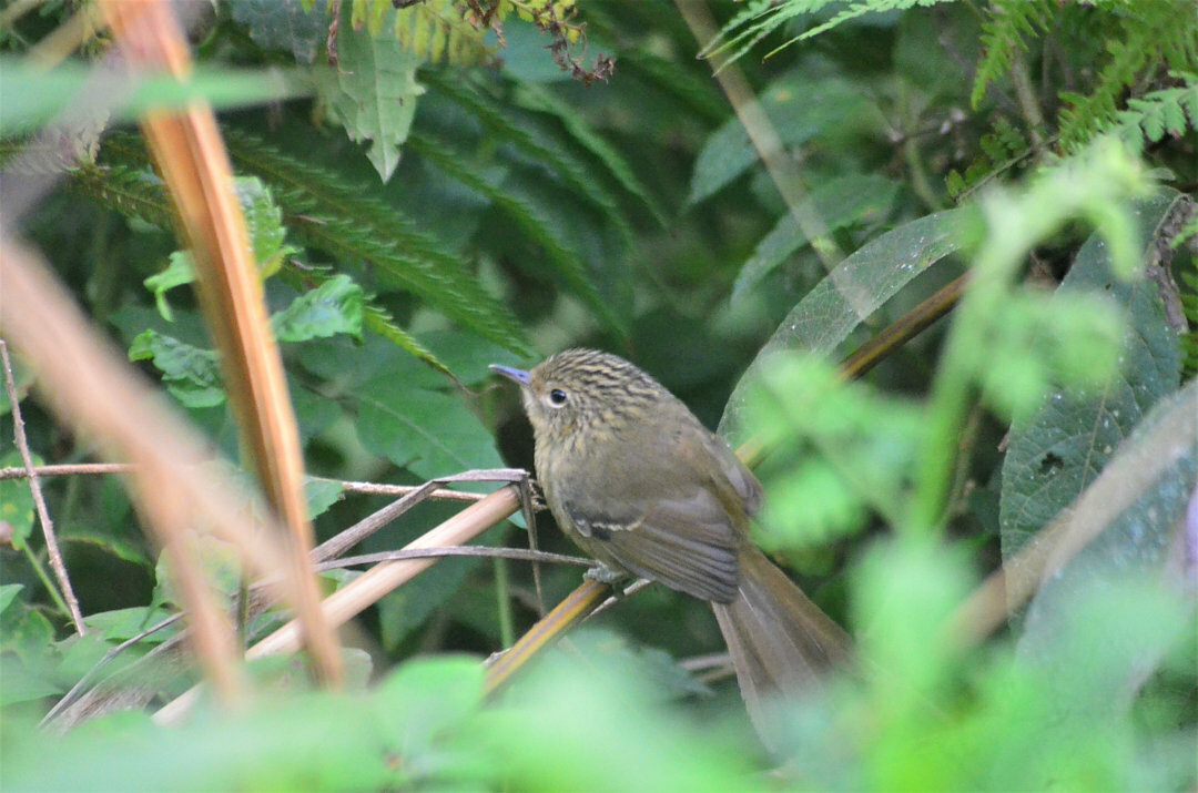 Dusky-tailed Antbird (Drymophila malura), photo 5