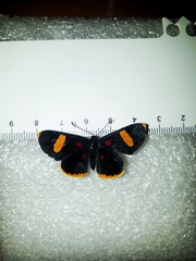 Melanis electron