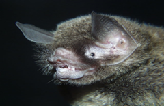 Pteronotus personatus psilotis