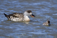 Crested Duck photo 2
