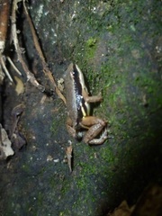 Dendrobatoidea