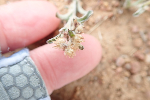 Image of Gamochaeta stagnalis by (c) Millie Basden, some rights reserved (CC BY)