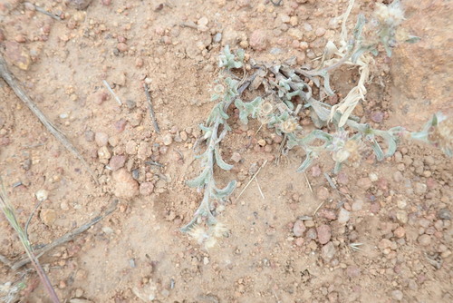 Image of Gamochaeta stagnalis by (c) Millie Basden, some rights reserved (CC BY)