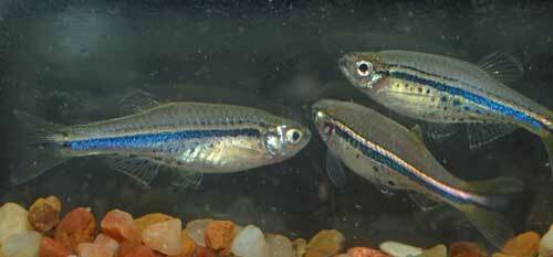 Dwarf danio (Danio nigrofasciatus) — Cyprinidae