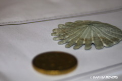 Heliophora orbiculus