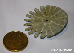 Heliophora orbiculus