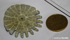 Heliophora orbiculus