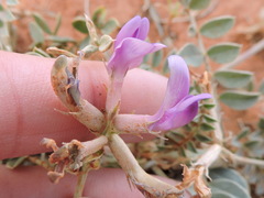 Astragalus missouriensis
