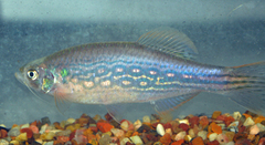 Moustached Danio photo 1