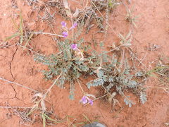 Astragalus missouriensis