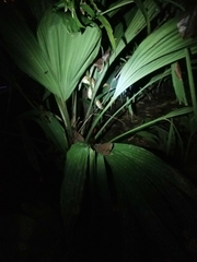 Corallus ruschenbergerii