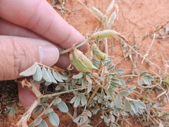 Astragalus missouriensis