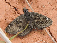 Hesperopsis alpheus