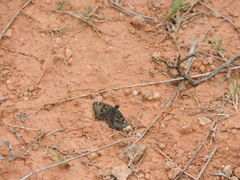 Hesperopsis alpheus