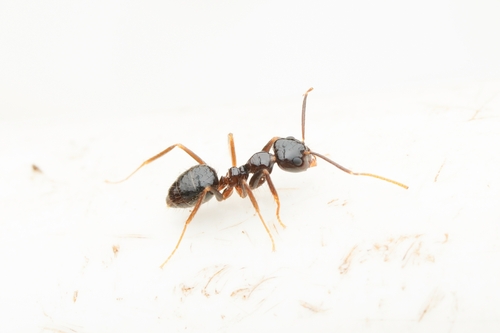 Euprenolepis thrixEuprenolepis thrix