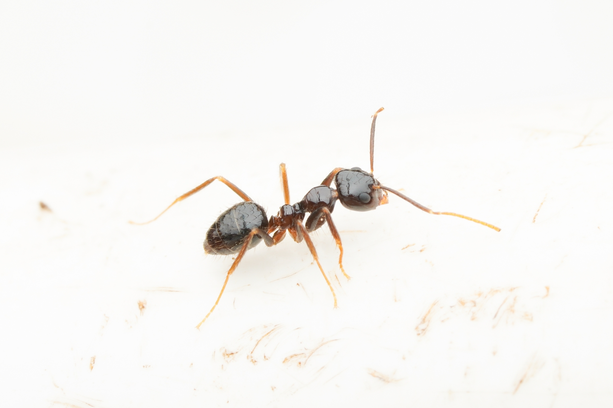Euprenolepis thrix