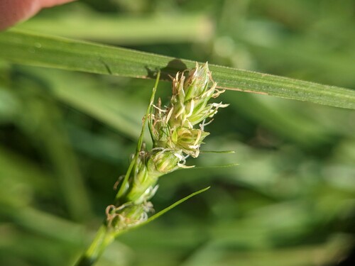 Glomerate sedge (Carex aggregata)