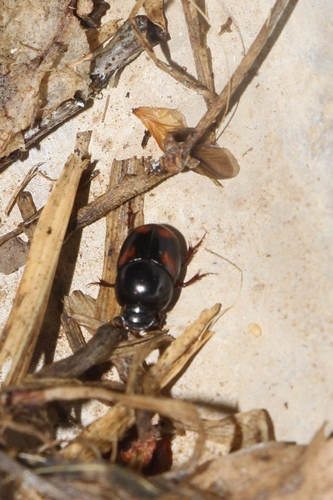Caccobie de Schreber
