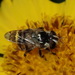 Bromeliad Flies - Photo (c) Karen Yukich, some rights reserved (CC BY-NC), uploaded by Karen Yukich