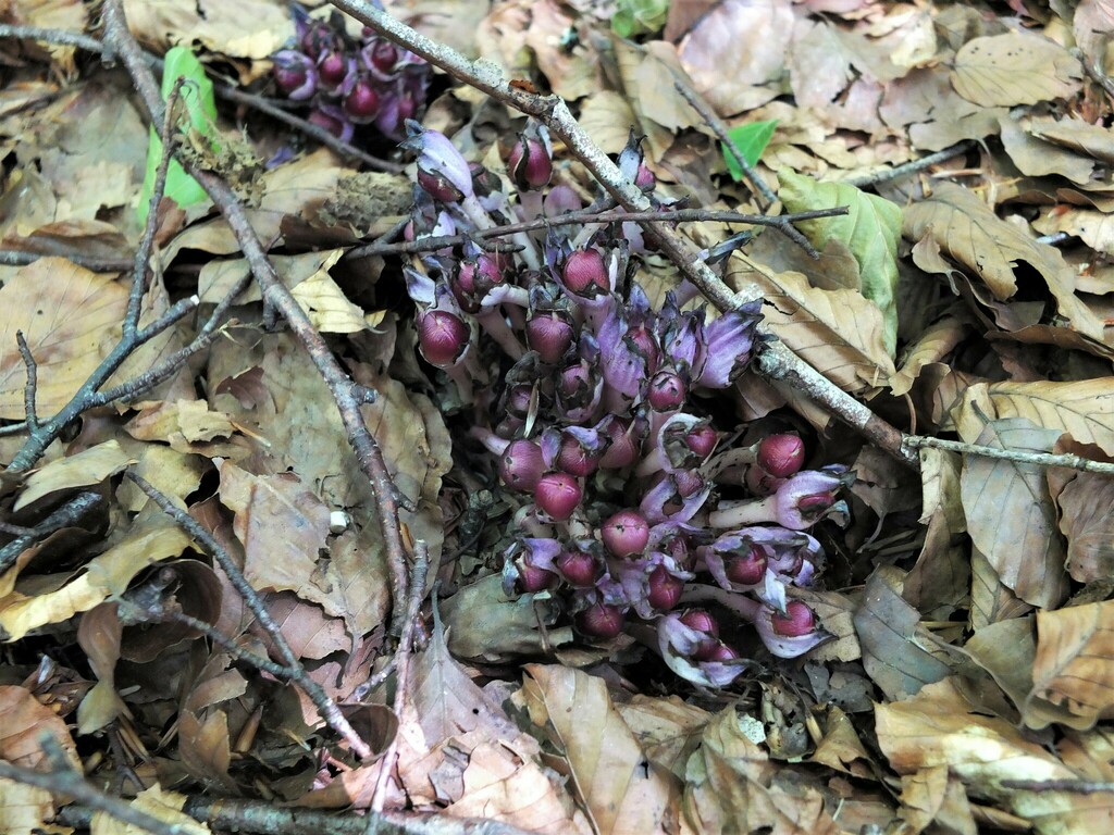 purple-toothwort-from-64490-lescun-france-on-july-02-2015-at-09-14-pm