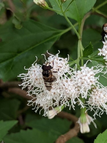 Woolly Bromeliad Fly photo 3