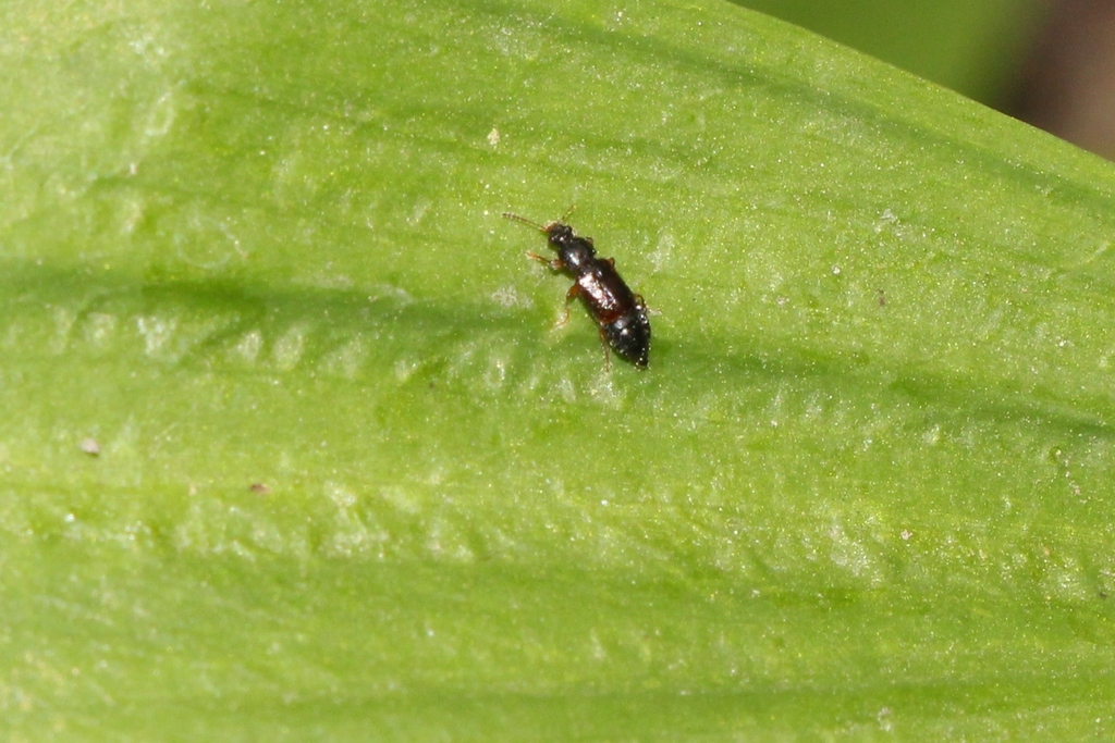 Eusphalerum primulae