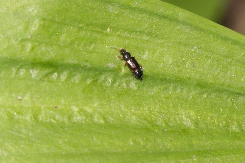 Eusphalerum primulae