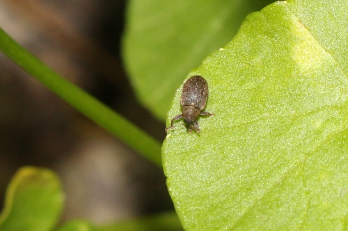 Lignyodes suturatus