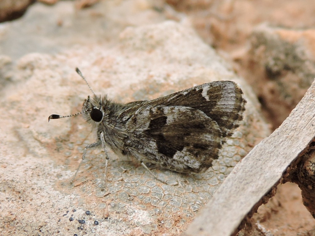 Amblyscirtes nysa