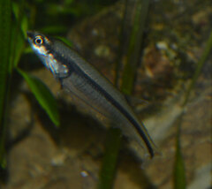 Glass Tetra photo 2