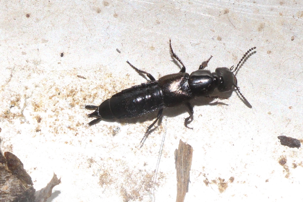 Philonthus splendens