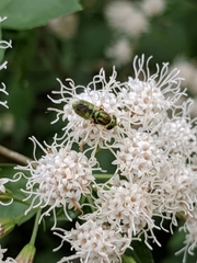 Hedriodiscus trivittatus
