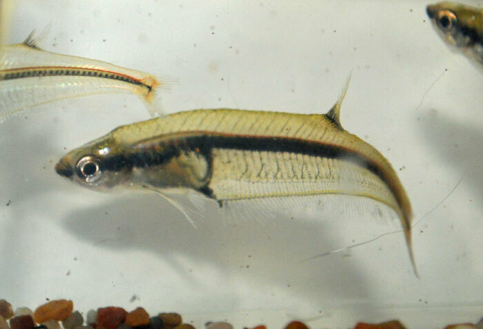 Glass Tetra