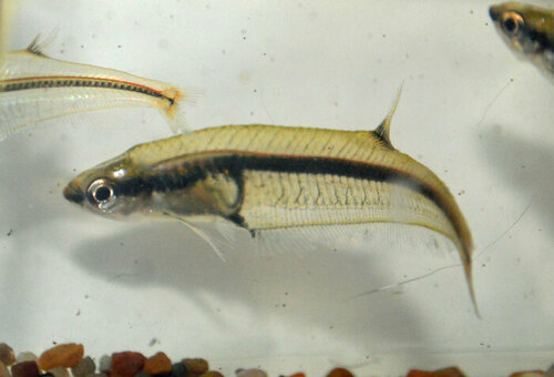 Longfin glass tetra (Xenagoniates bondi) — Characidae — 4