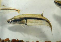 Glass Tetra photo 1