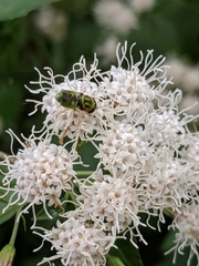 Hedriodiscus trivittatus