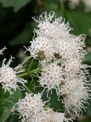 Hedriodiscus trivittatus