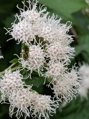 Hedriodiscus trivittatus