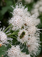 Hedriodiscus trivittatus