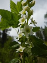 Ribes hudsonianum petiolare