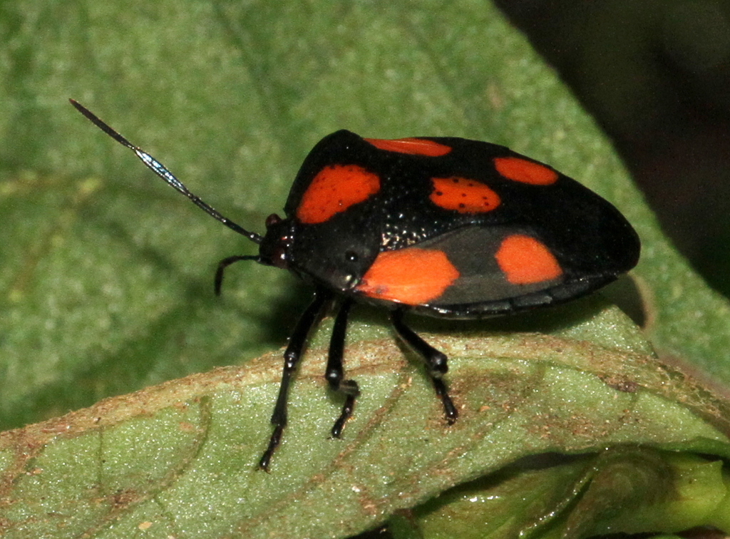 Red-spotted Stink Bug from Alajuela Province, San Carlos, Costa Rica on ...