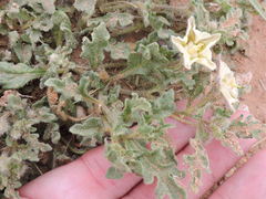 Chamaesaracha coniodes