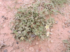 Chamaesaracha coniodes