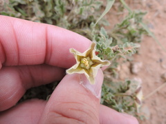 Chamaesaracha coniodes