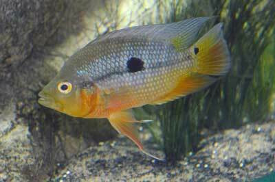 Spectacled cichlid (Caquetaia spectabilis) — Cichlidae — 5