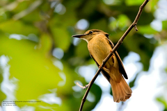 Onychorhynchus coronatus