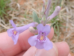 Penstemon fendleri