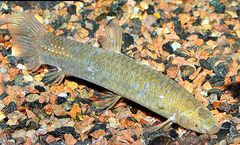 African Mudfish photo 2